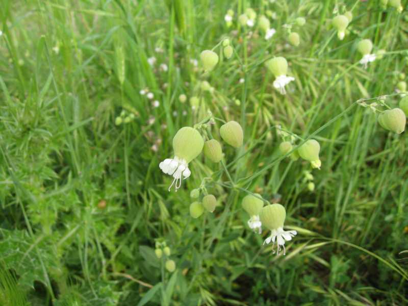 Silene vulgaris s.l.